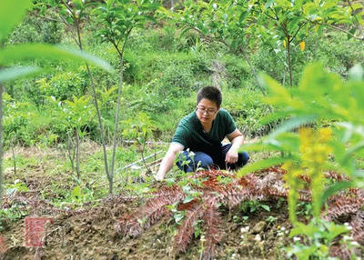 德化縣戀南山黃花遠志茶喜獲海峽兩岸最受歡迎伴手禮獎，推動林業產品創新發展