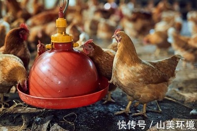 科技除臭，綠色養(yǎng)殖 豬糞雞糞有機肥與家禽養(yǎng)殖環(huán)境的一體化解決方案
