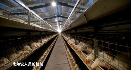 疫情當前，家禽養(yǎng)殖防病指南 筑牢生物安全防線